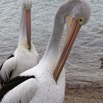 1T0A6542.jpg