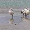 1T0A6757.jpg
